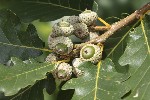 5dv09013 - Quercus pubescens