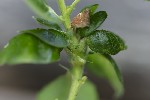 5dv09073 - Rabdophaga sp.