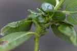 5dv09078 - Rabdophaga sp.