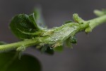 5dv09086 - Rabdophaga sp.