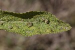 5dv09108 - Aceria salviae