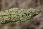 5dv09110 - Aceria salviae