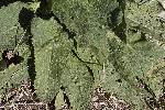 5dv09115 - Aceria salviae