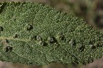5dv09123 - Aceria salviae