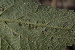 5dv09136 - Aceria salviae