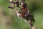 5dv09146 - Spilostethus saxatilis