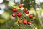 5dv09165 - Rosa canina