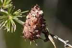 5dv09184 - Larix decidua