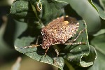 5dv09207 - Peribalus strictus vernalis