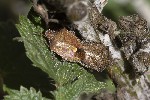 5dv09213 - Peribalus strictus vernalis