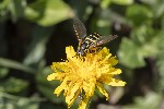 5dv09242 - Chrysotoxum verralli