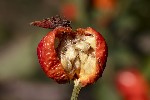 5dv09351 - Rosa canina