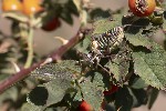 5dv09432 - Ephippiger diurnus diurnus