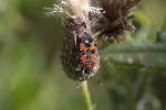 5dv09594 - Lygaeus equestris